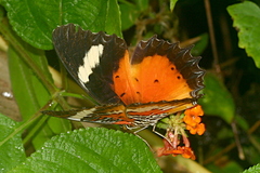 Cethosia hypsea