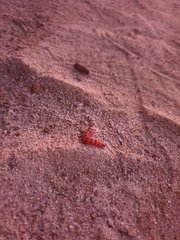 Cactoblastis cactorum