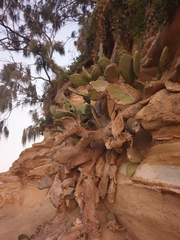 Cactoblastis cactorum