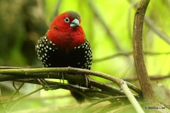 Hypargos niveoguttatus