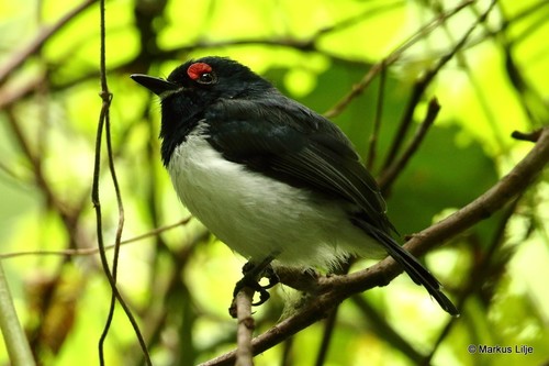 Black-throated Wattle-eye