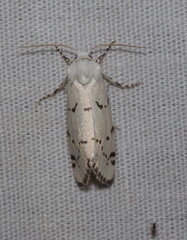 Grotella binda