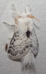 Apotolype brevicrista