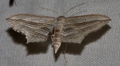 Arcobara multilineata