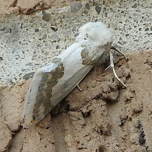 Silver-banded Gem Moth photo 4
