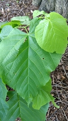 Tilia americana americana