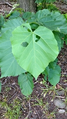 Tilia americana americana