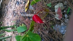 Anthurium andraeanum