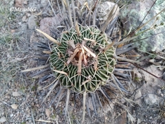 Echinofossulocactus dichroacanthus