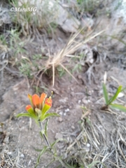 Castilleja glandulosa