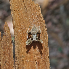 Neoscona crucifera