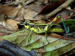 Traulia ornata iriomotensis
