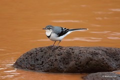 Motacilla clara