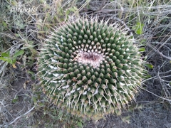 Mammillaria gigantea