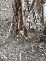Sitta europaea