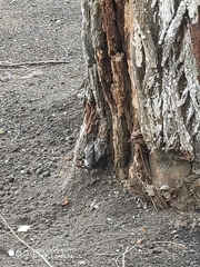 Sitta europaea