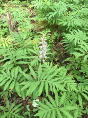 Platanthera grandiflora