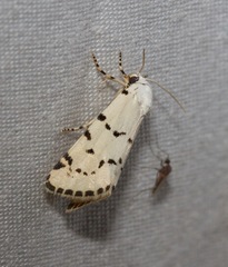 Grotella binda