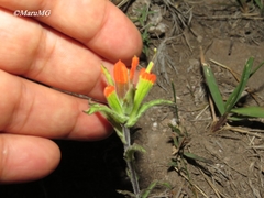 Castilleja glandulosa