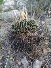 Echinofossulocactus dichroacanthus