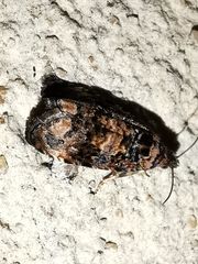 Endothenia