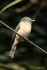 Melaenornis fischeri