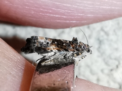 Endothenia