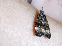 Endothenia