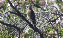 Gliciphila melanops