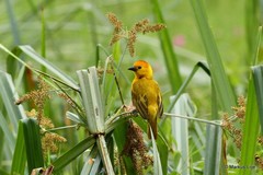 Ploceus castaneiceps
