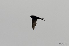 Psalidoprocne pristoptera