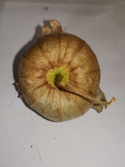 Physalis philadelphica