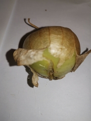 Physalis philadelphica