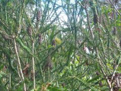 Melaleuca diosmifolia