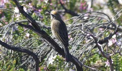 Gliciphila melanops