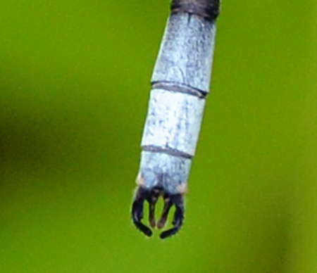 Sweetflag Spreadwing