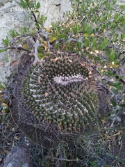 Mammillaria gigantea