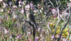 Gliciphila melanops