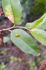 Psyllobora vigintiduopunctata