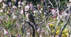 Gliciphila melanops