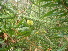 Melaleuca diosmifolia