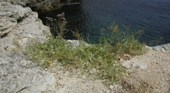 Atriplex verrucifera