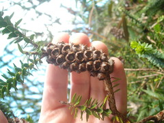 Melaleuca diosmifolia
