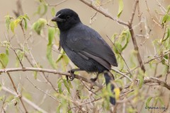 Laniarius funebris