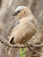 Pseudonigrita arnaudi
