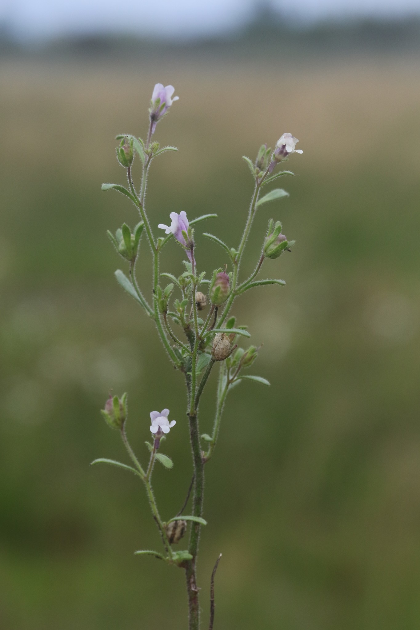 Chaenorhinum minus