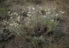 Jurinea stoechadifolia