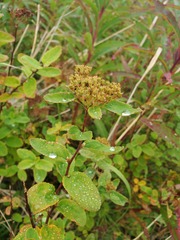 Spiraea stevenii