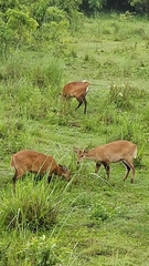 Axis porcinus