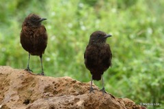 Myrmecocichla aethiops